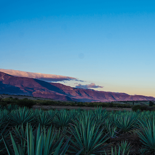 Raicilla, orgullo de Puerto Vallarta con sabor e historia